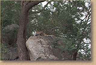 Leopard in tree